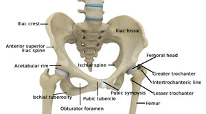 Hip Anatomy Total Hip Replacement Frisco Hip Treatments Dallas Texas